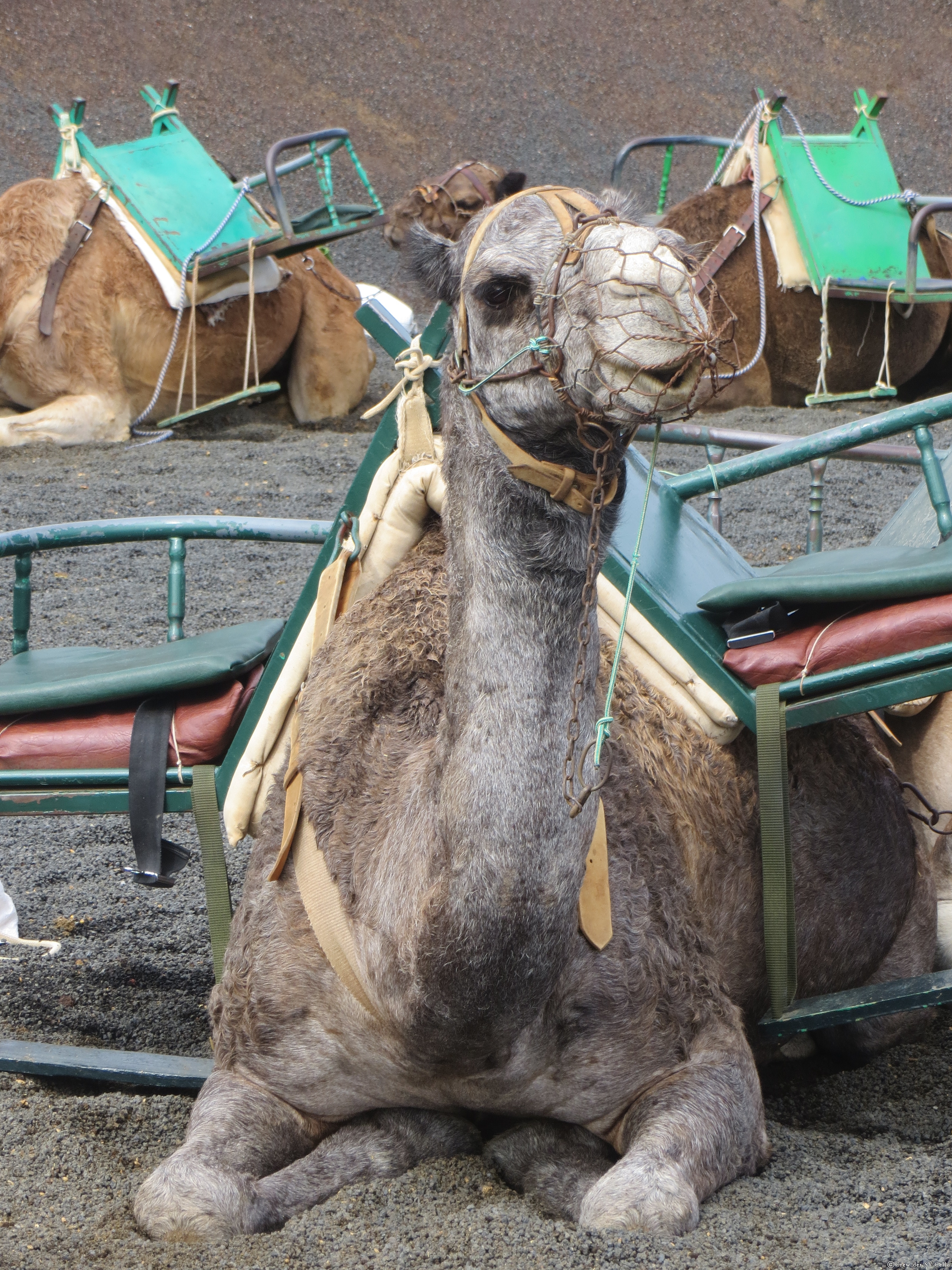Ein Prachtexemplar, Lanzarote