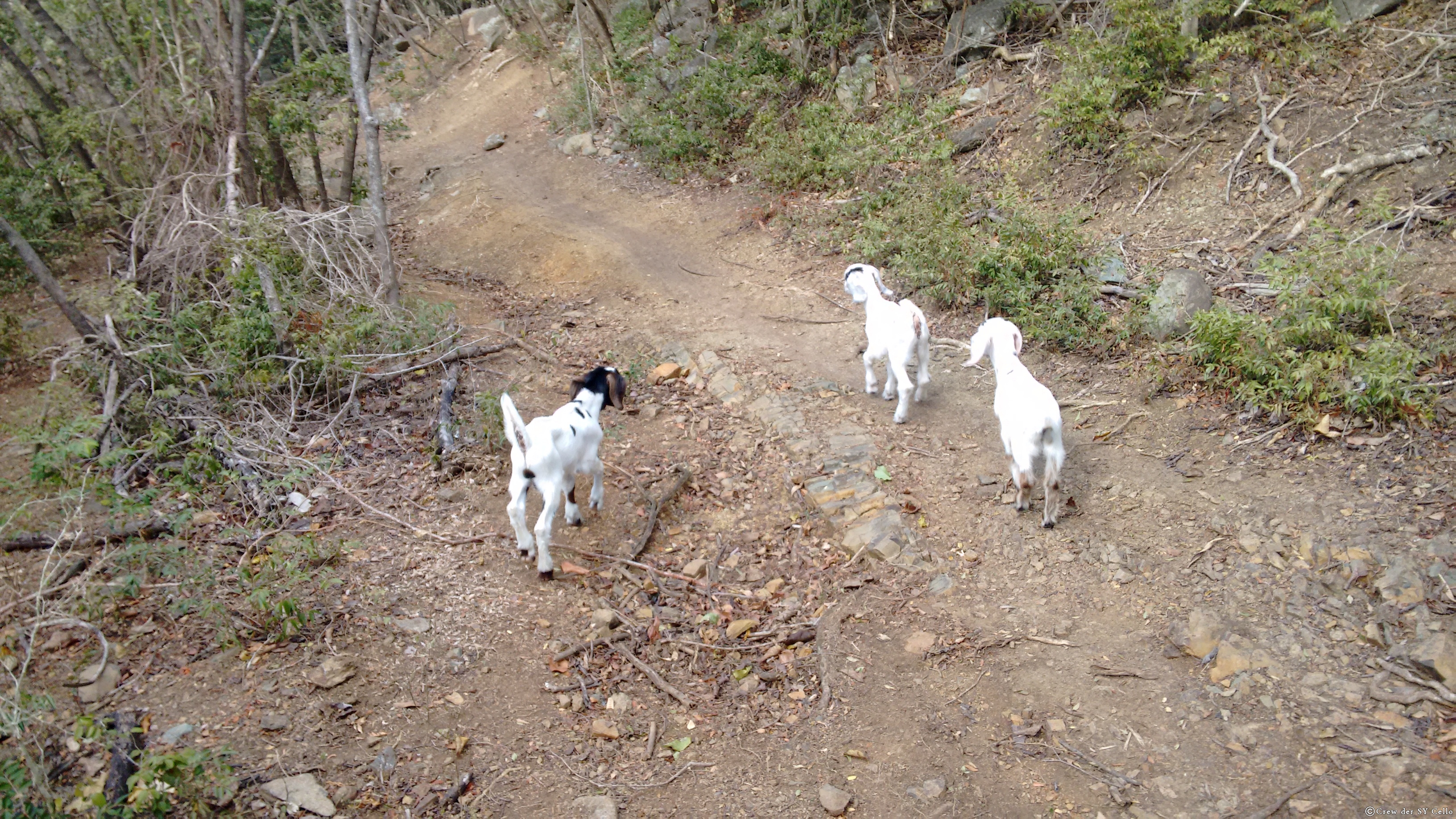 3 Zicklein liefen uns beim Wandern über den Weg und begleiteten uns eine kurze Weile.