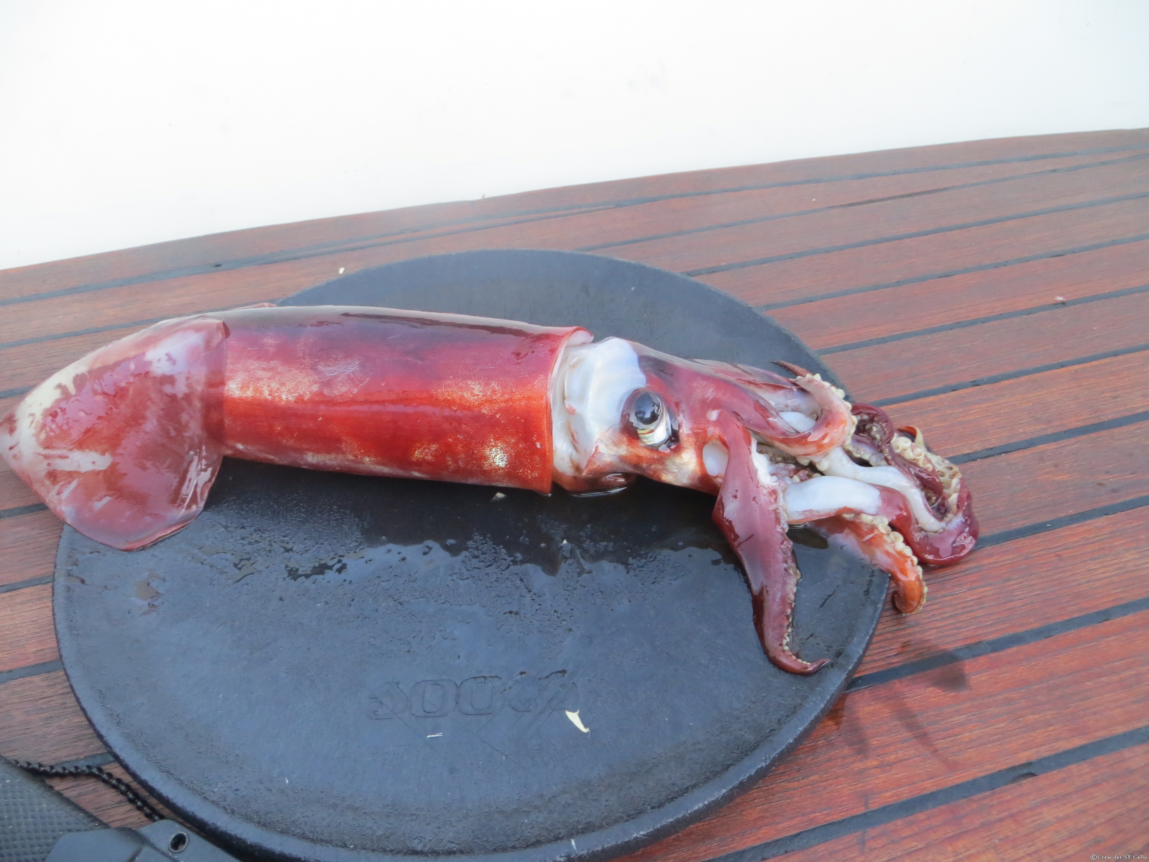 Der Kalmar hat, als er noch gelebt hat, panisch seine Farbe von Perlweiß zu Rot gewechselt.