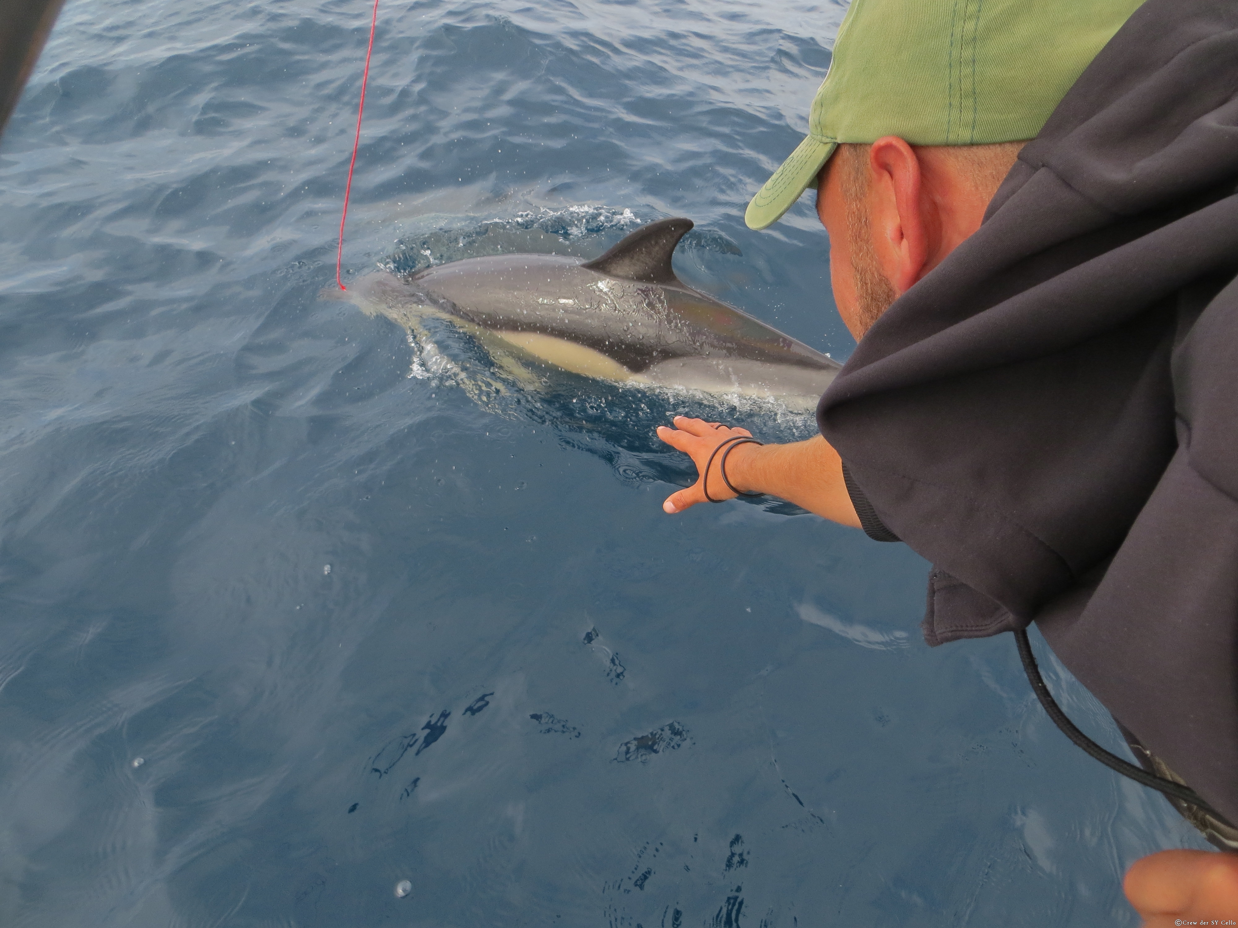 Siggi versucht auch, einen davon zu berühren.