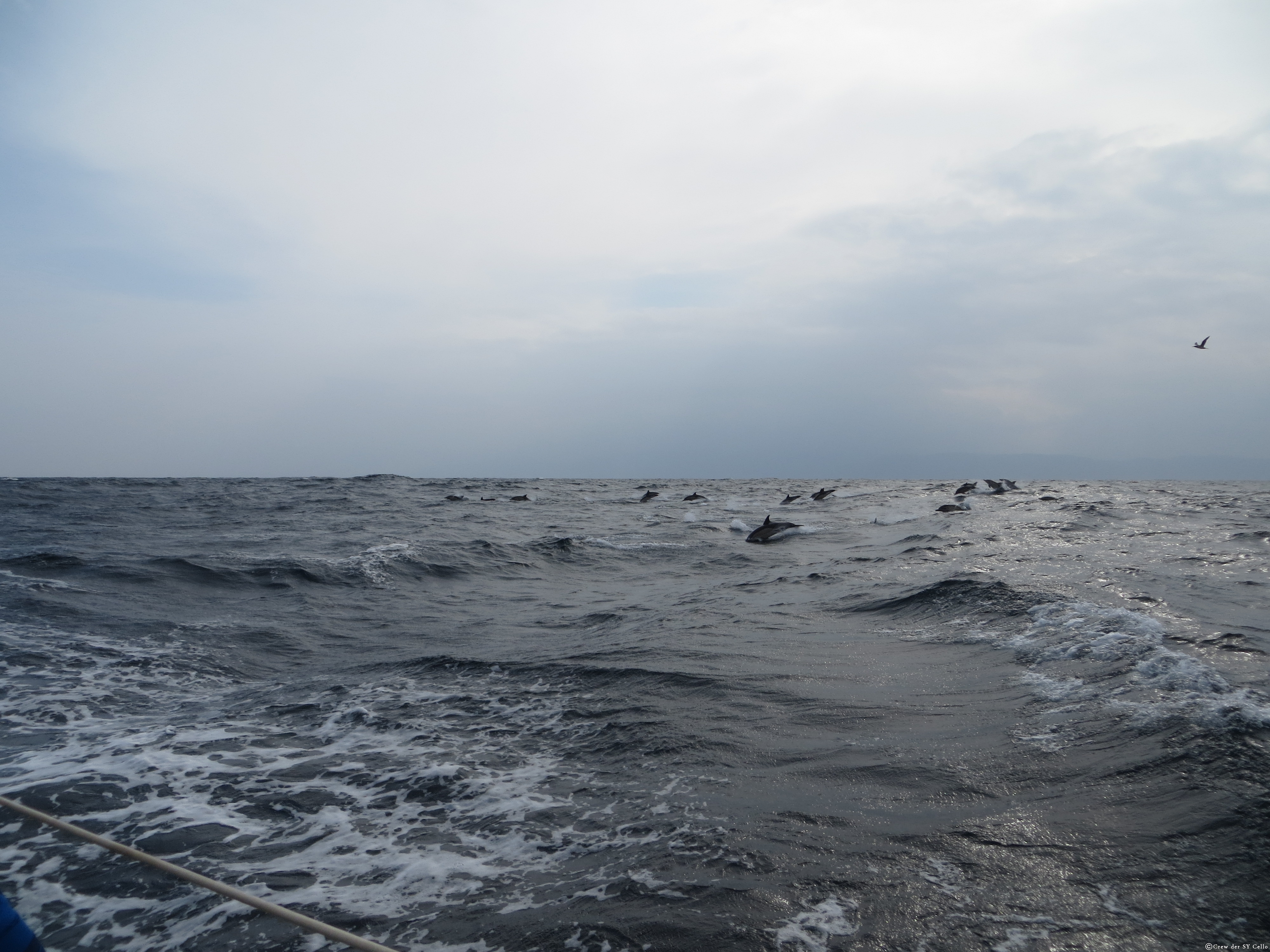 Bei der Einfahrt nach &lsquo;A Coruña&rsquo; kommt uns eine riesige Herde Delfine entgegen, Raimund flippt aus.