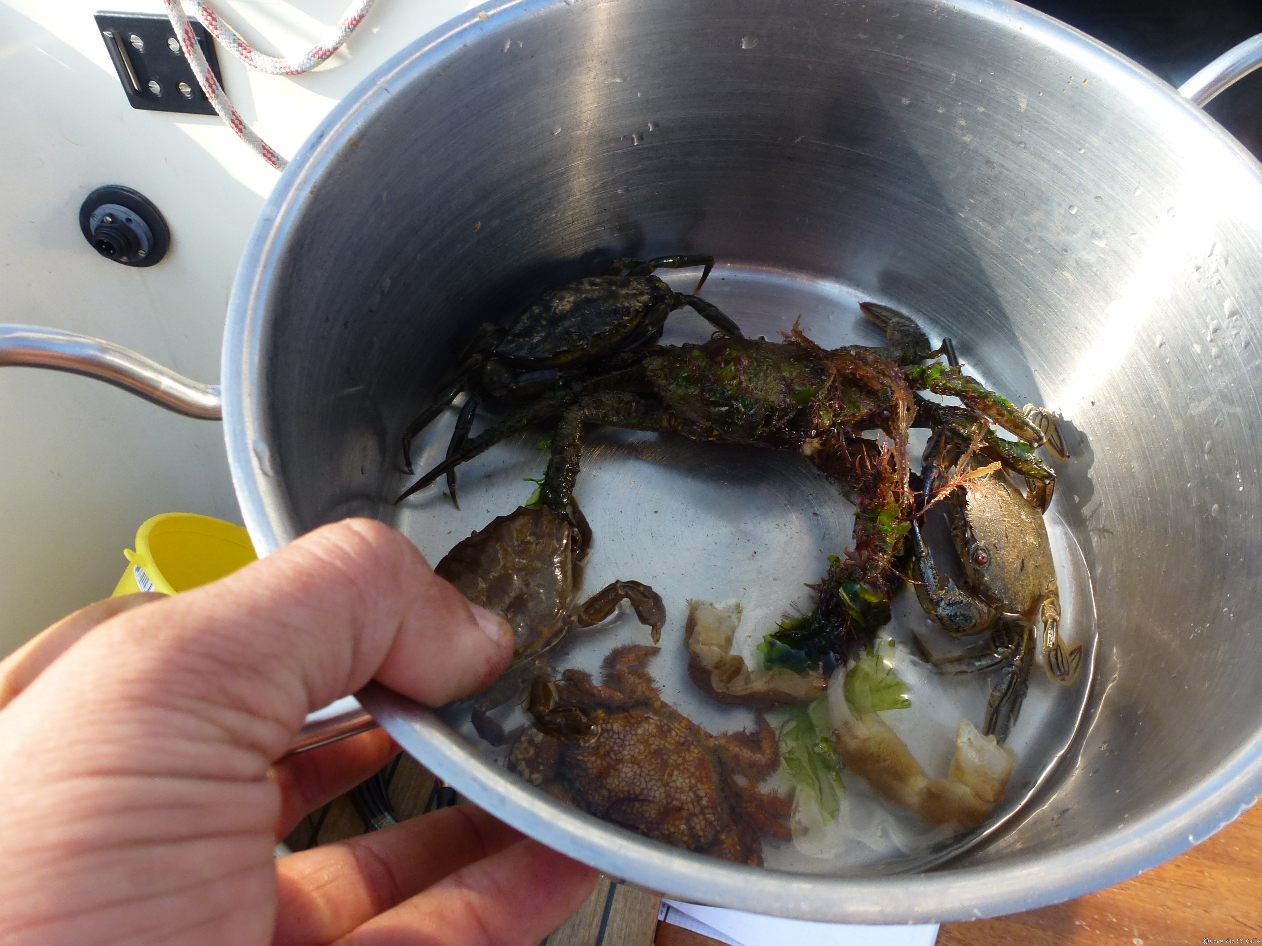 War als Abendessen geplant, sie wurden dann doch wieder frei gelassen.