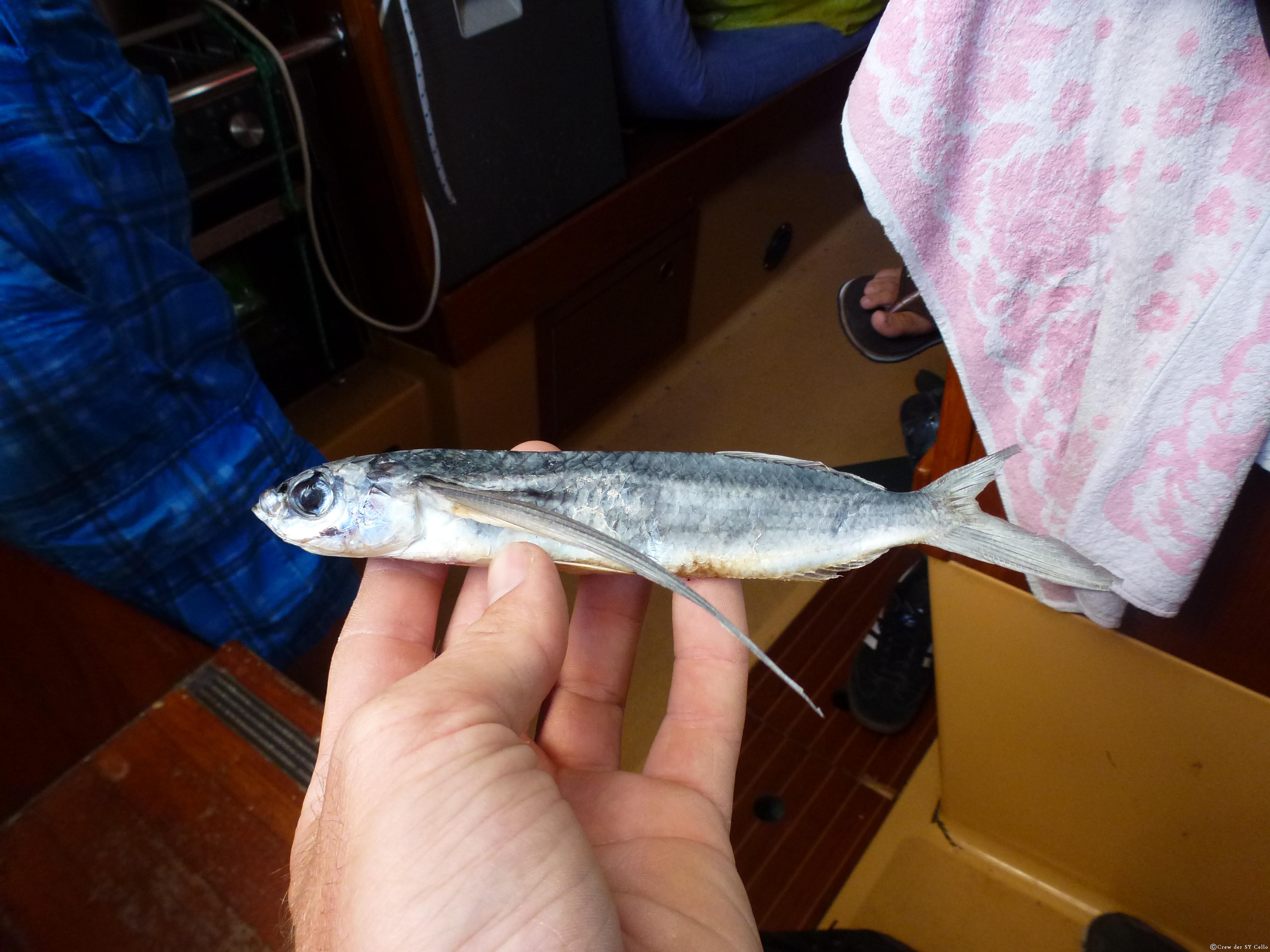 Ein weiterer fliegender Fisch, der Tot auf unserem Boot lag