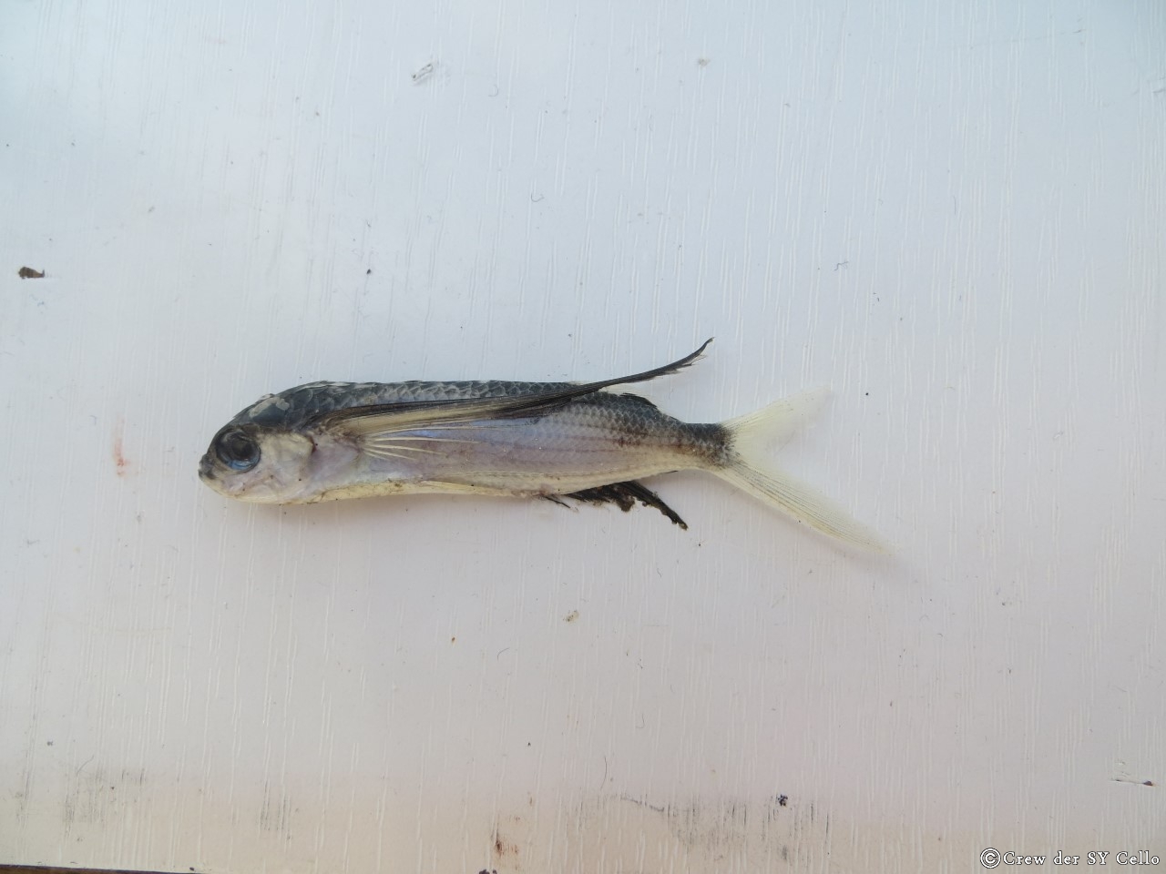 Ein fliegender Fisch, der bei uns auf dem Boot gelandet ist