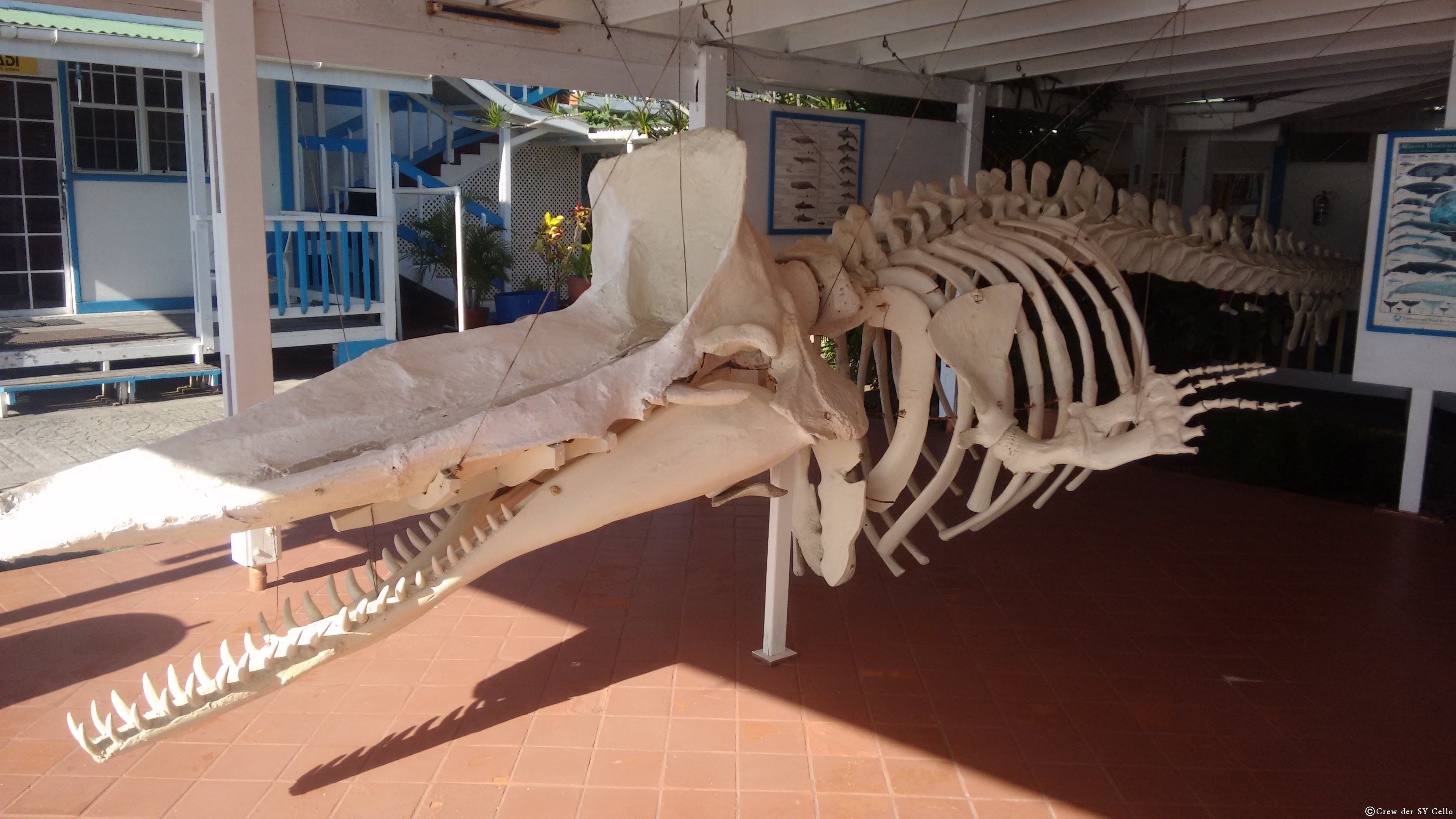 Ein an den Strand gespülter und verendeter Wal ‘schmückt’ das Anchorage Hotel.