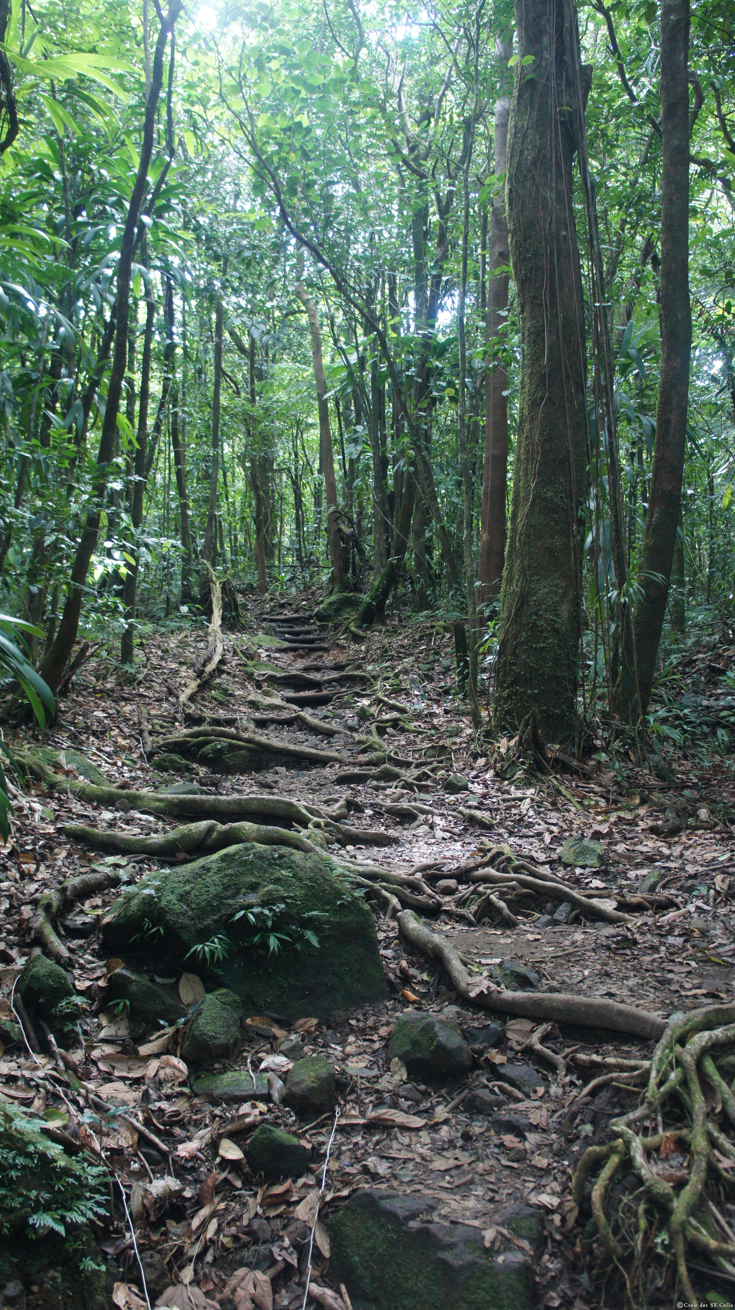 Wanderung auf Dominica.