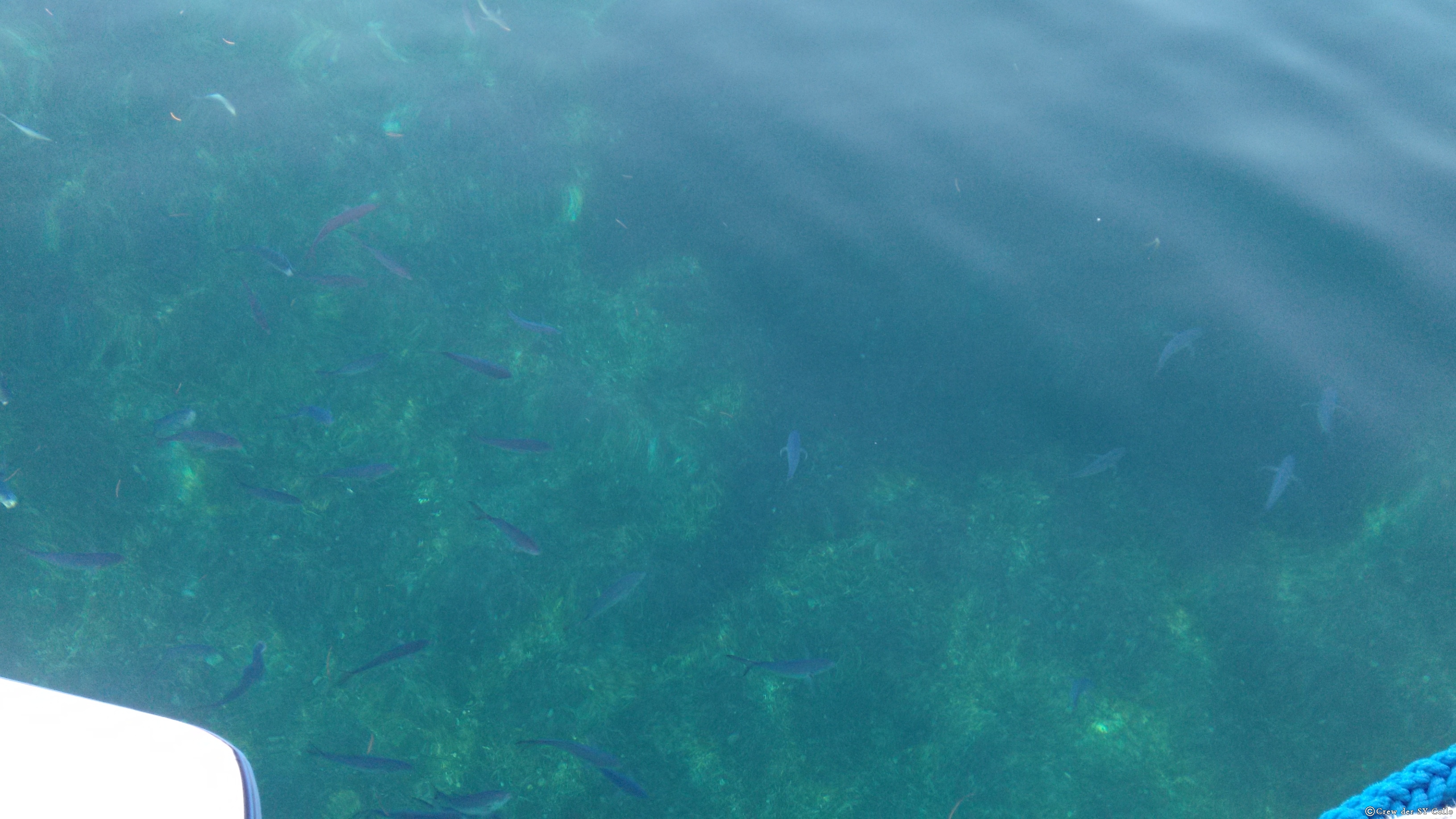 6:30, kristallklares Wasser. Die Fische erwarten die Fütterung. Grande Anse, Martinique.