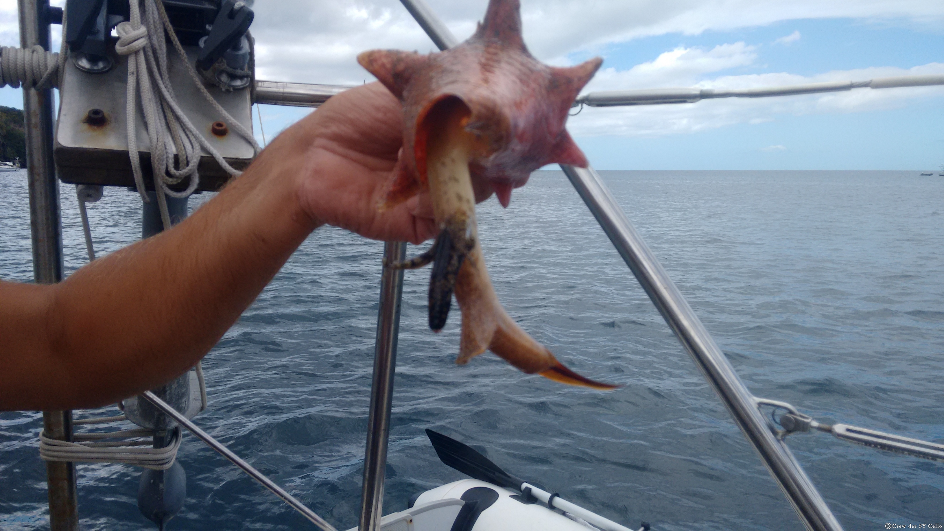 Eine Conch, wird hier gerne gegessen. Wir lassen sie jedoch wieder frei.