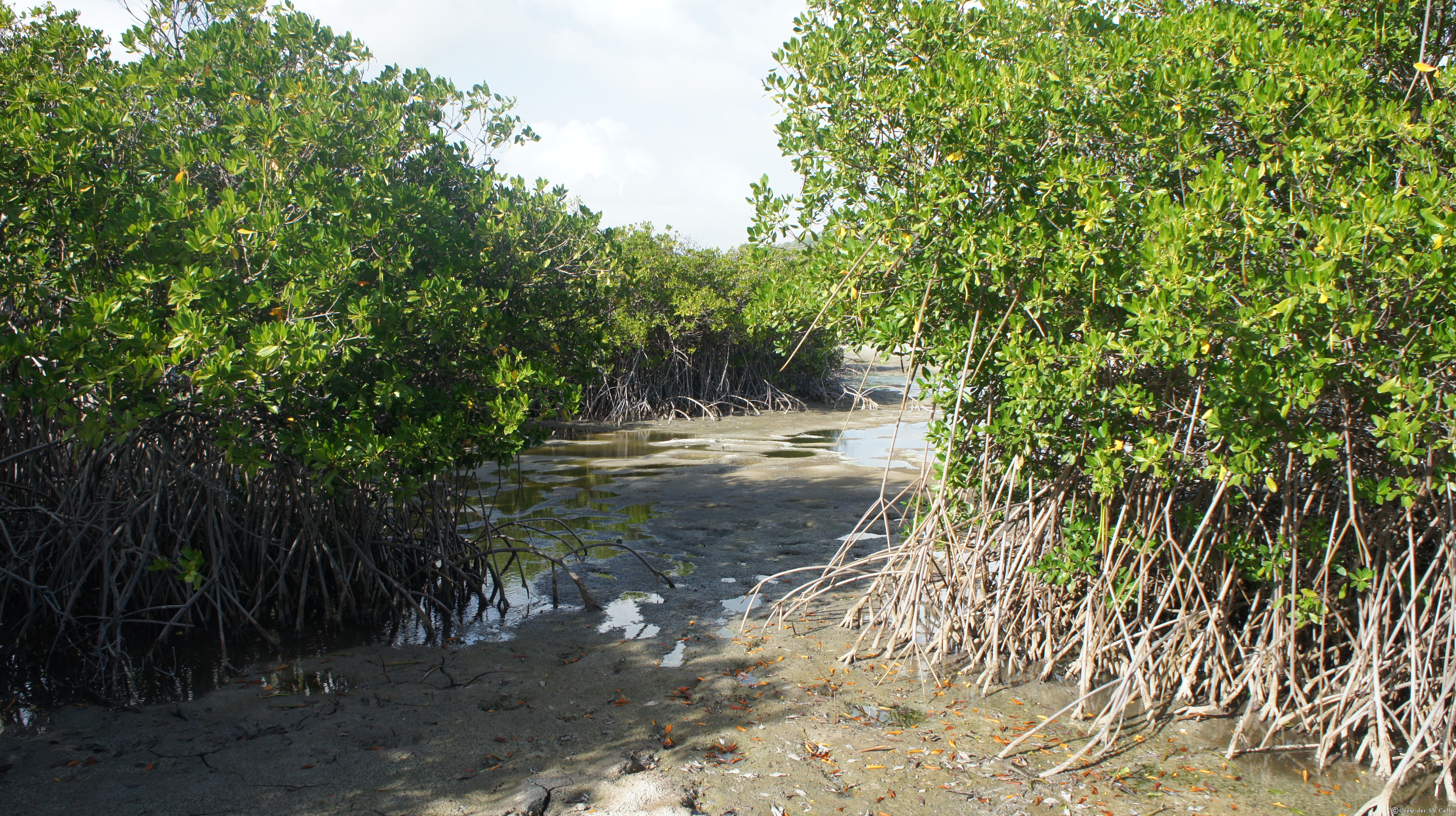 Mangroven, Ost-Küste von Martinique