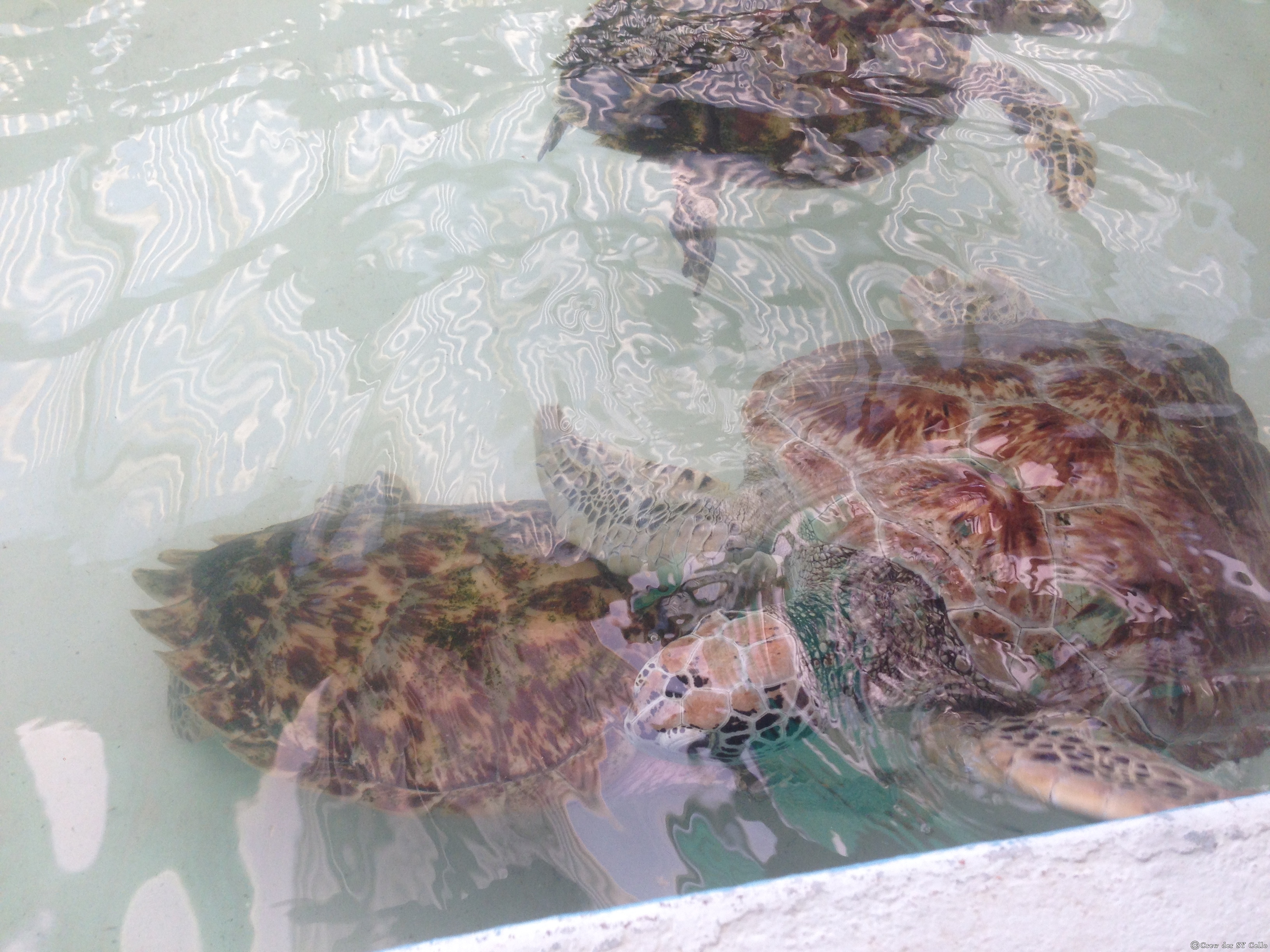 Schildkröten Aufzucht auf Bequia