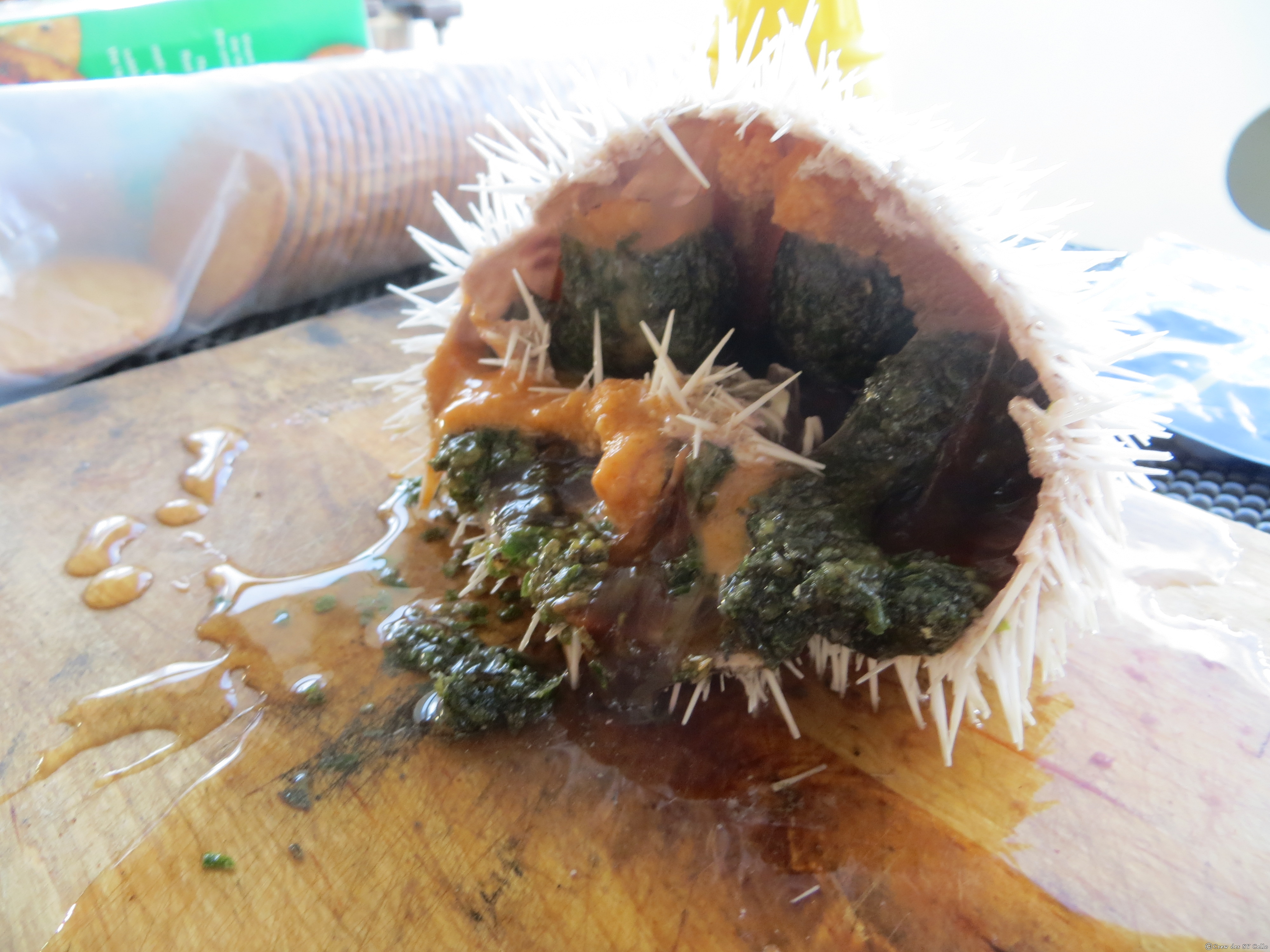 Ein Seeigel von innen &hellip; nicht gerade appetitlich.