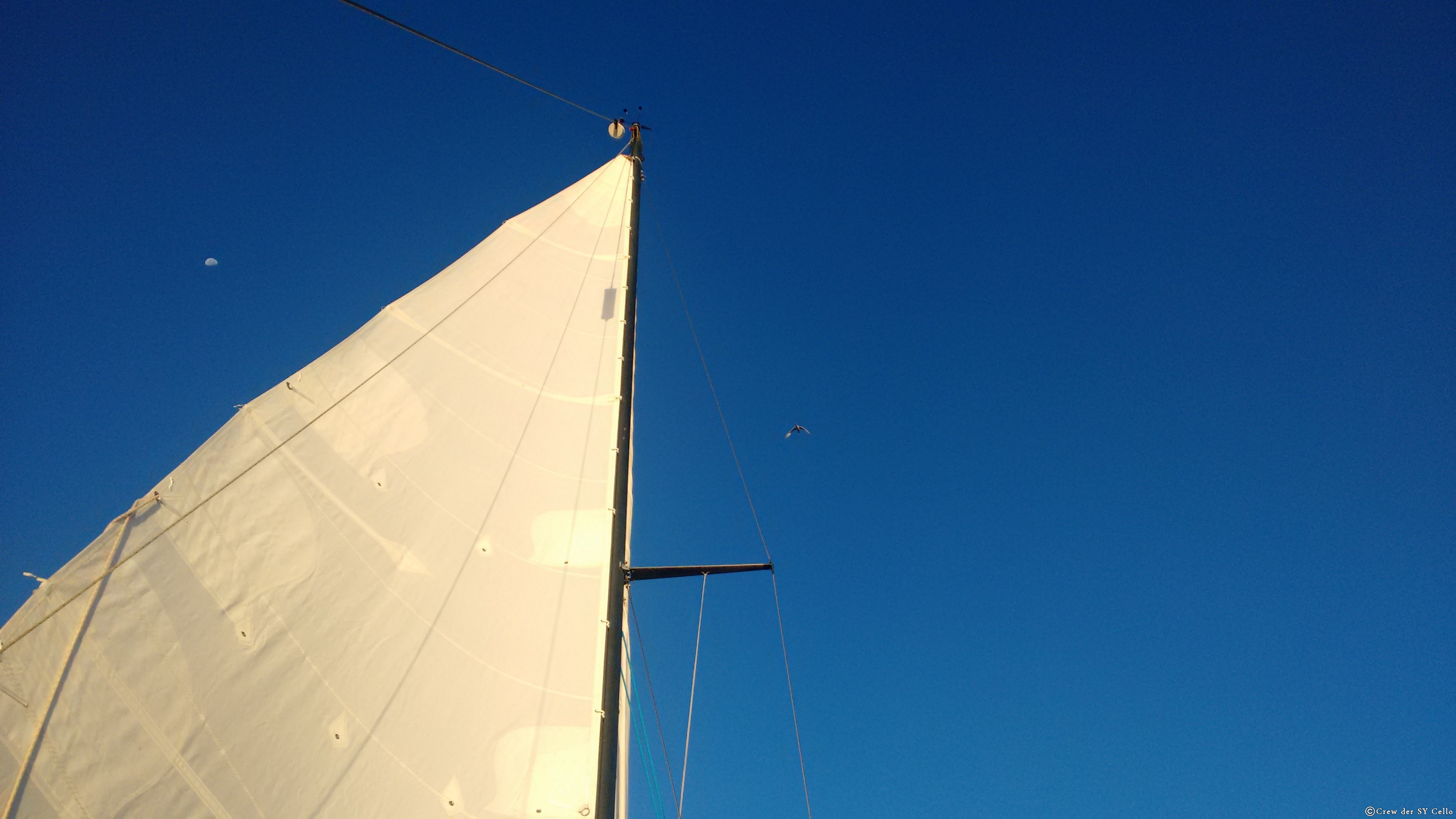 Ein Vogel findet uns mitten auf dem Atlantik. Tausende Kilometer entfernt vom Land. Er bleibt einige Minuten.