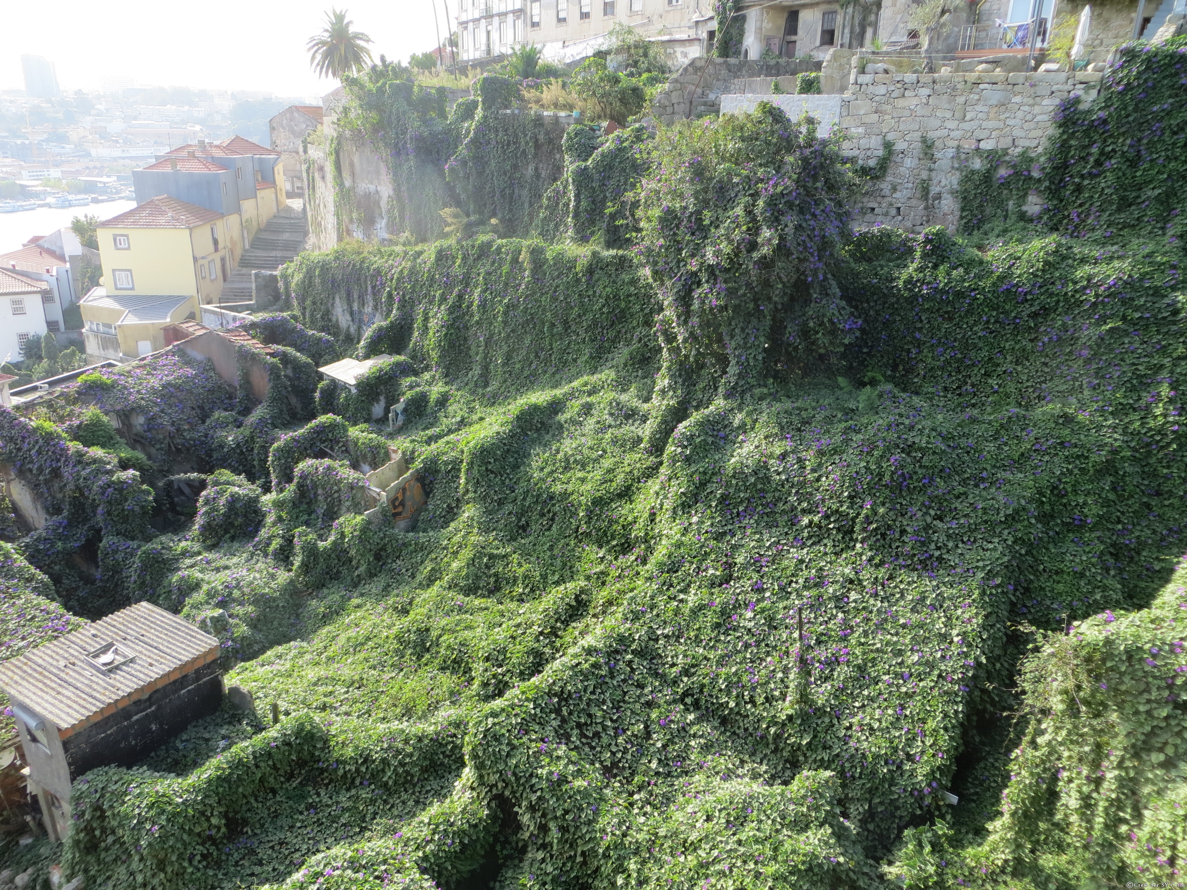 Alte Hausruinen, überwuchert mit &hellip; Unkraut