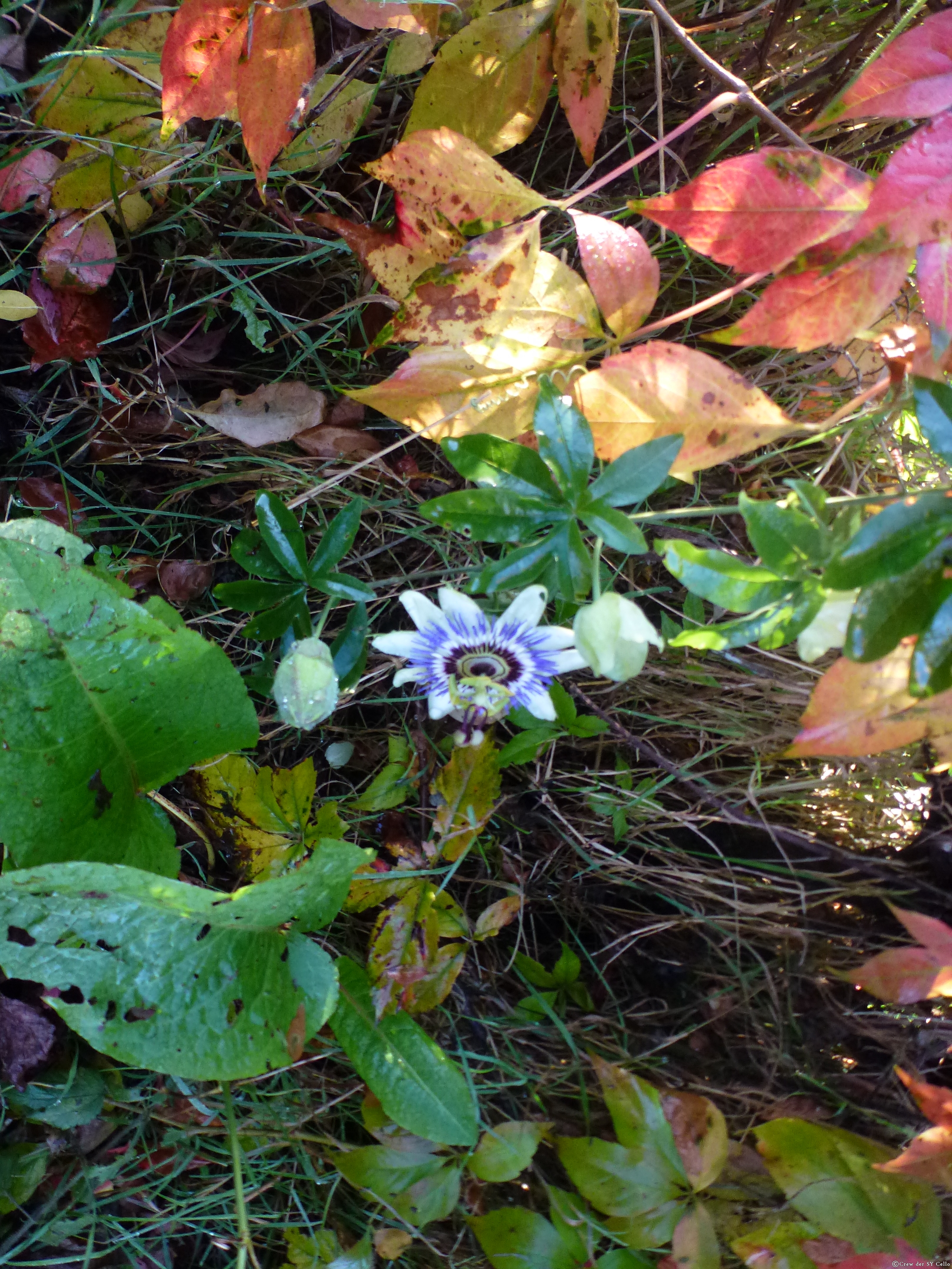 Wer kann uns sagen, wie diese Blume heißt?